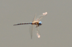 Rhionaeschna multicolor