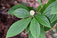 Cornus disciflora
