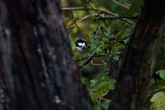 Periparus ater