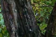 Periparus ater