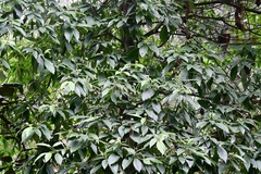 Cornus disciflora