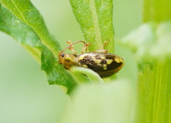 Chalcolampra pustulata