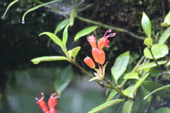 Aeschynanthus