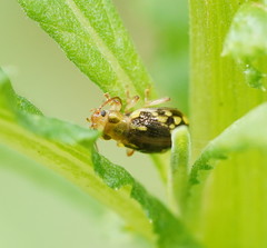 Chalcolampra pustulata