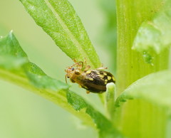 Chalcolampra pustulata