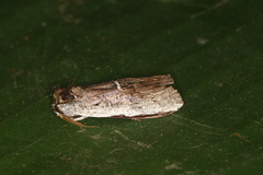 Lirimiris lignitecta
