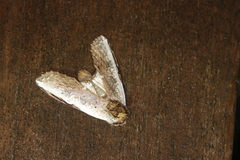 Lirimiris lignitecta