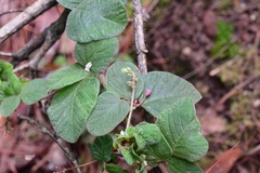 Desmodium molliculum