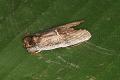 Lirimiris lignitecta