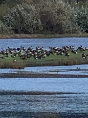 Branta hutchinsii