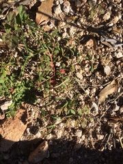 Euphorbia rayturneri