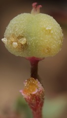 Euphorbia rayturneri