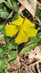 Hibbertia diffusa