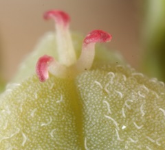 Euphorbia rayturneri