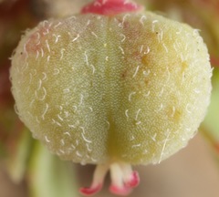 Euphorbia rayturneri