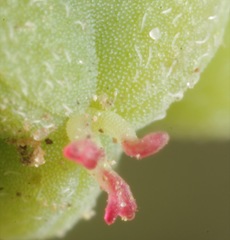 Euphorbia rayturneri