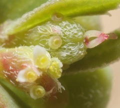 Euphorbia rayturneri