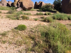 Euphorbia rayturneri