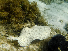 Pardachirus marmoratus