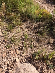 Euphorbia rayturneri