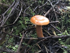 Lactarius subflammeus