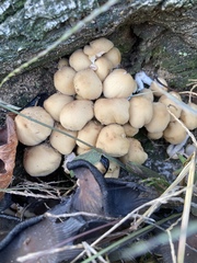 Psathyrella piluliformis