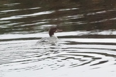 Mergus merganser