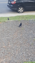 Molothrus bonariensis