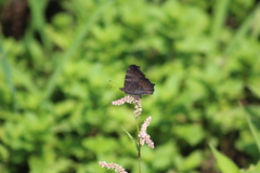 Aglais urticae chinensis
