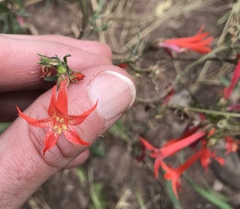 Ipomopsis aggregata aggregata