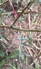 Ipomopsis aggregata aggregata