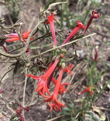 Ipomopsis aggregata aggregata