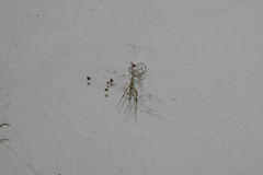 Nephila pilipes