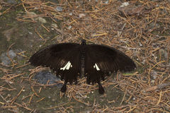 Papilio nephelus chaonulus