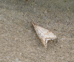 Glaucocharis dilatella