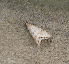 Glaucocharis dilatella