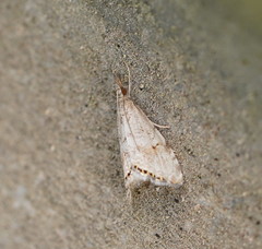 Glaucocharis dilatella