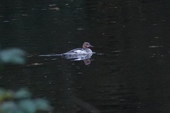 Mergus merganser