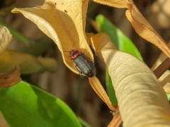 Astylus cyanerythrus