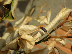 Astylus cyanerythrus