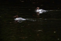 Mergus merganser