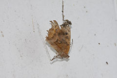 Polygonia c-aureum lunulata