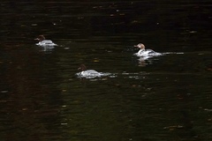 Mergus merganser