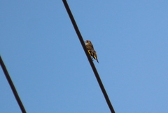 Chloris ambigua