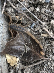 Centruroides vittatus