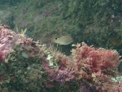 Ctenolabrus rupestris