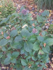 Hydrangea macrophylla