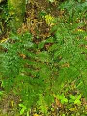 Polystichum neozelandicum
