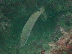 Ctenolabrus rupestris