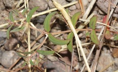 Euphorbia rayturneri